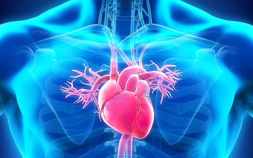 أمراض القلب - تشريح القلب.jpg