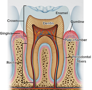 طبقات الاسنان.png